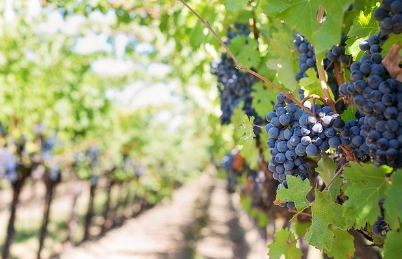 Eco-Farming Benefits